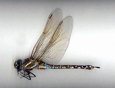 Paddle-tailed Darner(andromorphic female)