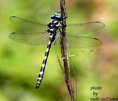Pacific Spiketail(male)