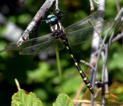 Pacific Spiketail(male)