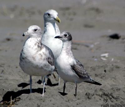 Franklin's Gull(with California Gulls)