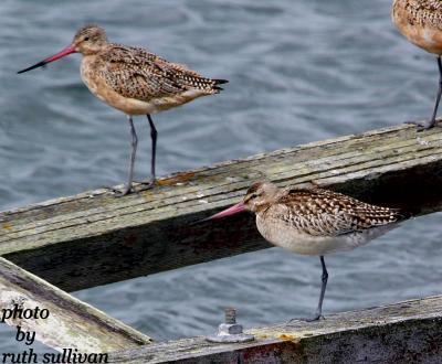 Bar-tailed Godwit(with Marbled Godwits)