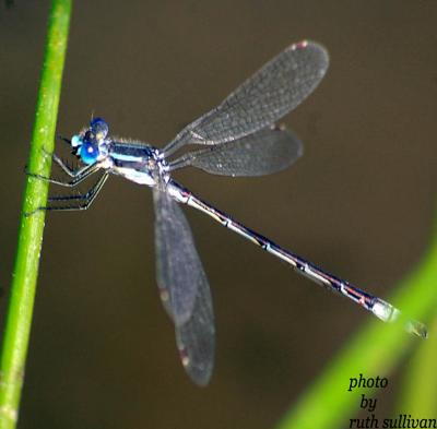 Lyre-tipped Spreadwing