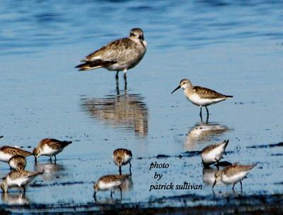 Curlew Sandpiper(with a Black-bellied Plover Western Sandpipers)
