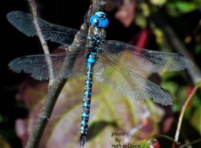 Blue-eyed Darner