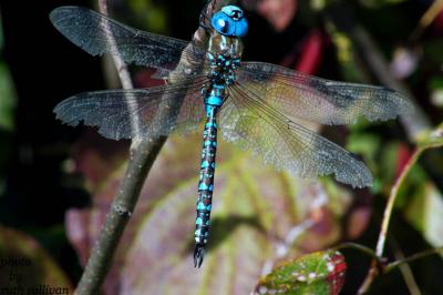 Blue-eyed Darner