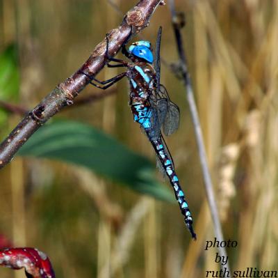 Blue-eyed Darner