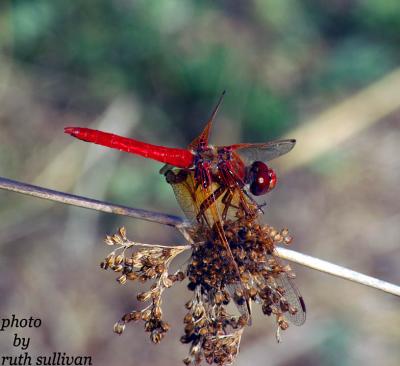 Cardinal Meadowhawk