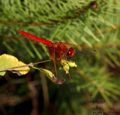 Cardinal Meadowhawk