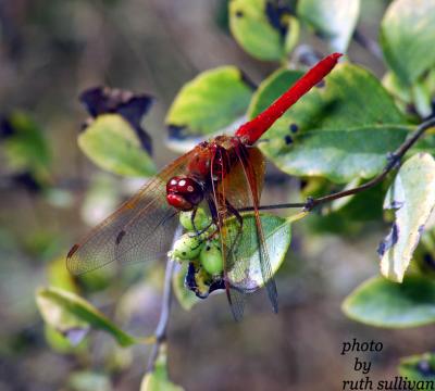 Cardinal Meadowhawk