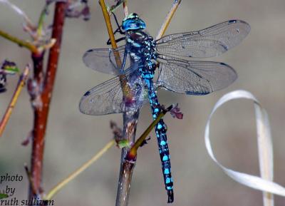 Paddle-tailed Darner