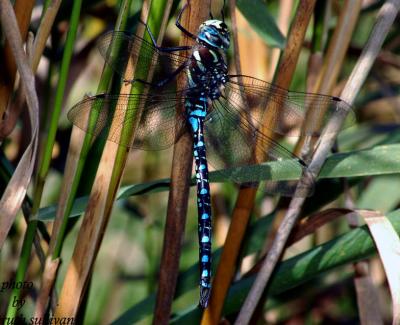 Paddle-tailed Darner