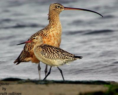 Bar-tailed Godwit(with Long-billed Curlew)