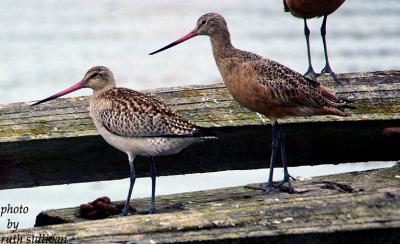 Bar-tailed Godwit(with Marbled Godwit)