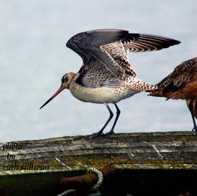 Bar-tailed Godwit(with wings slightly lifted and rump and tail exposed)