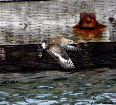 Hudsonian Godwit(in flight)
