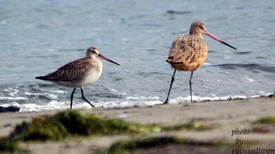 Hudsonian Godwit(with Marbled Godwit)