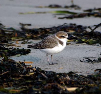 Snowy Plover