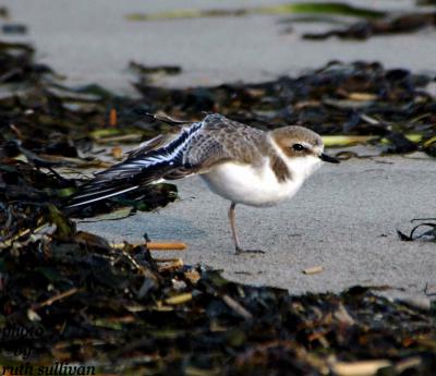 Snowy Plover(with wing extended)