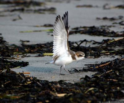 Snowy Plover(with wings extended)