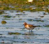 Red-necked Stint(slightly enlarged and enhanced than following photo)