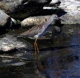 Lesser Yellowlegs