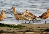 Bar-tailed Godwit(with Long-billed Curlews and Marbled Godwits)