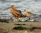 Bar-tailed Godwit(with Long-billed Curlews)
