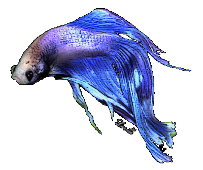v3/14/350914/3/48207394.blueboyselection.jpg