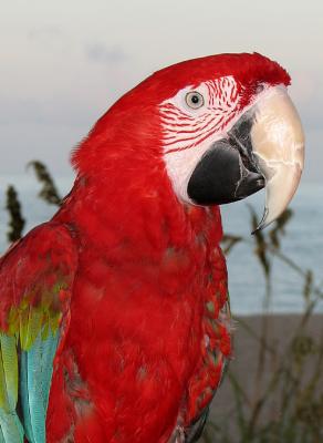 Big Red