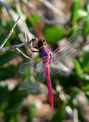red-dragonfly2.jpg