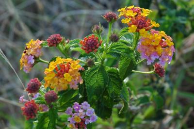 Wildflowers