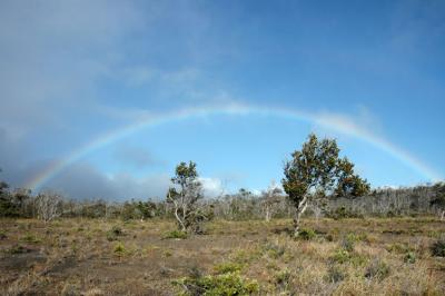 Trees and Rainbow