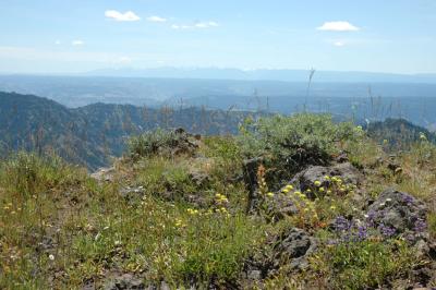 Flowers and Wallowas