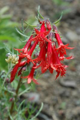 Reddish Wildflowers