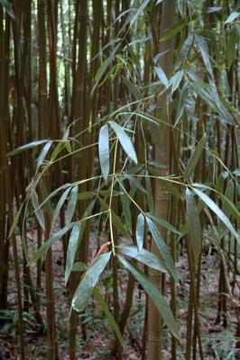 Leafy Bamboo