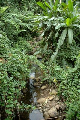 Creek and Forest