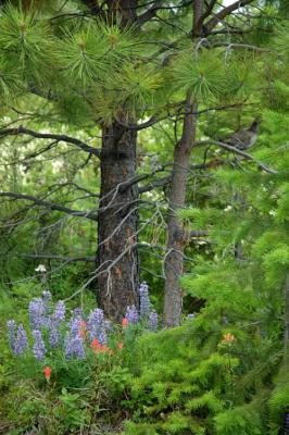 Trees and Flowers and Grouse