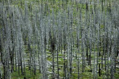 Trees From 1994 Fire