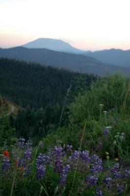 Mt. St. Helens and Lupine