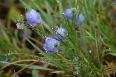Another Soggy Blue Bell
