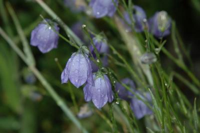 Blue Bells