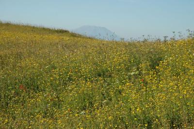Wildflowers and St. Helens