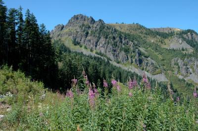Mt. Baker/Snoqualmie N.F. - Kelly Butte