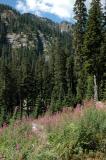 Fireweed and Trail Views