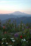 Rainier and Wildflowers