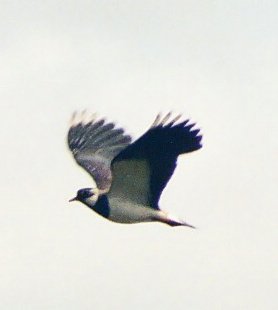 close-up.jpg