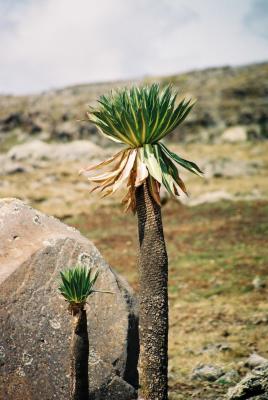 v3/14/409914/3/46256963.acacia1.jpg