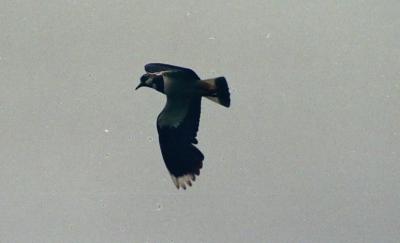 curlew.jpg