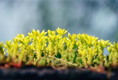 moss.jpg