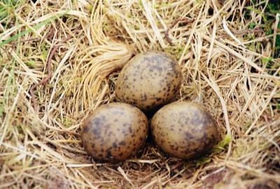 eggs.jpg